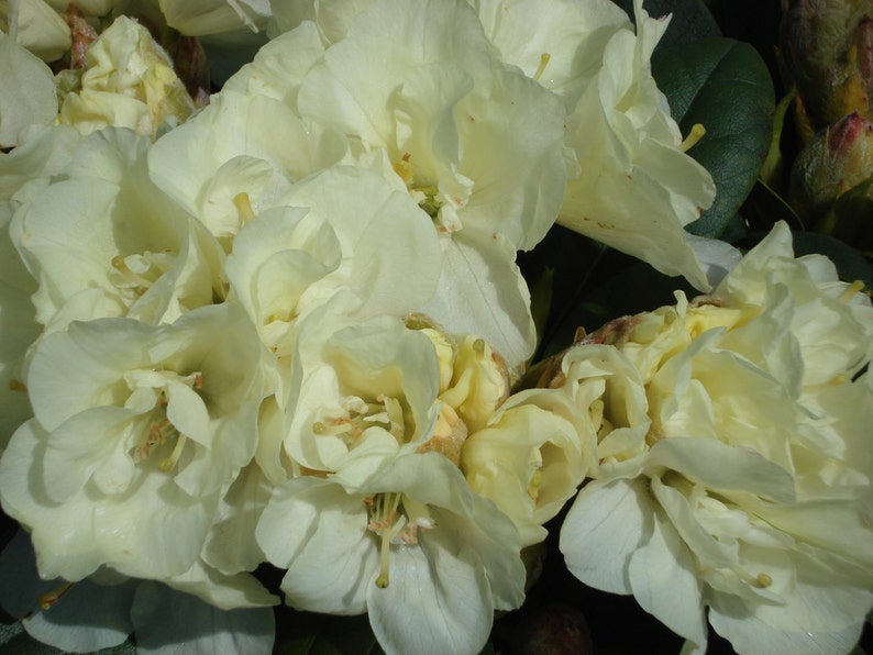 Rhododendron Lemon Dream - Thumbnail 2