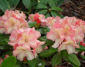 Rhododendron Rimini - Yellow Bloom rimmed in Coral Pink - Will Grow to Three Feet  - Hardy to 0 F - One Gallon Size