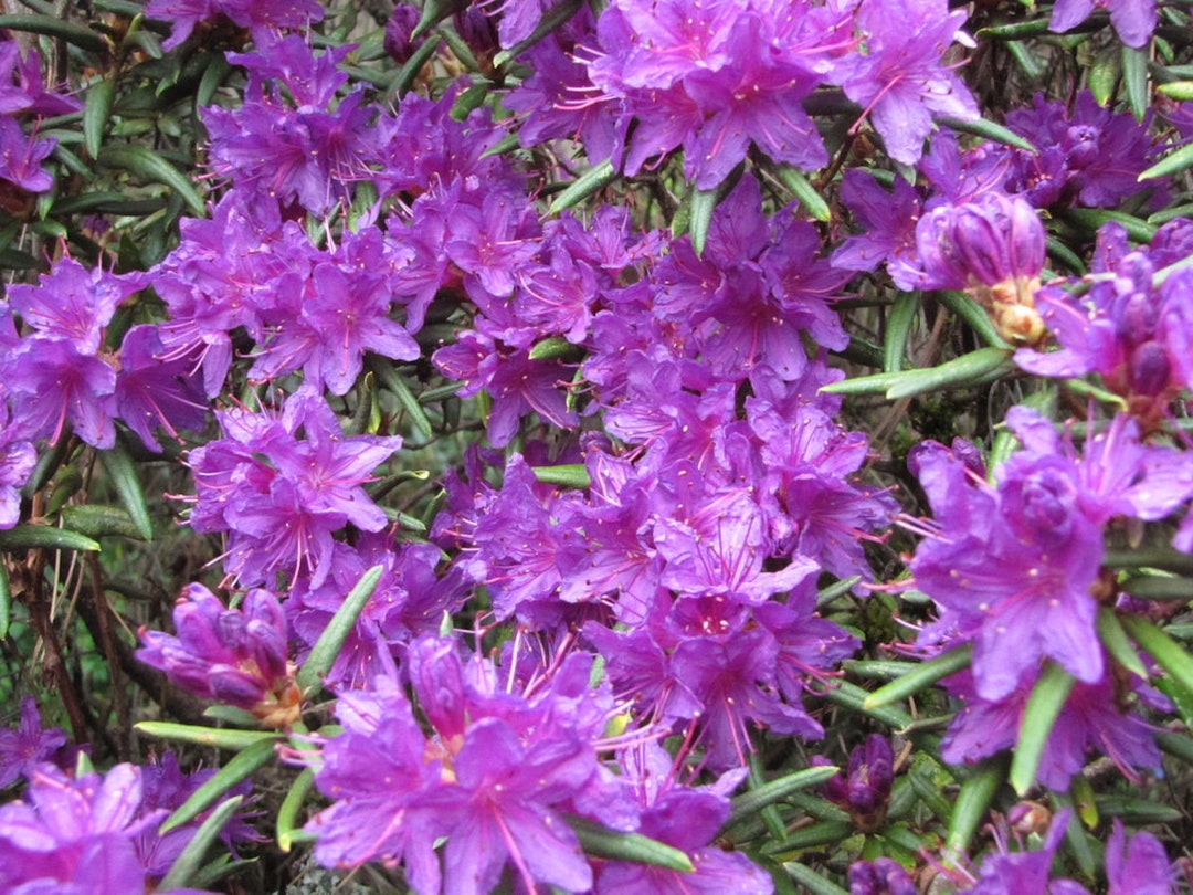 Rhododendron Night Editor- Hundreds of Small Purple Blooms - Will Grow ...