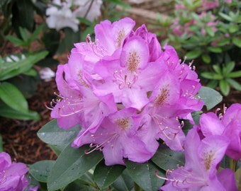 Rhododendron Minnetonka - Stunning Purple, White and Gold Blooms - Will Grow to Three Feet - #2 Container Size Plant - Hardy to -25 F