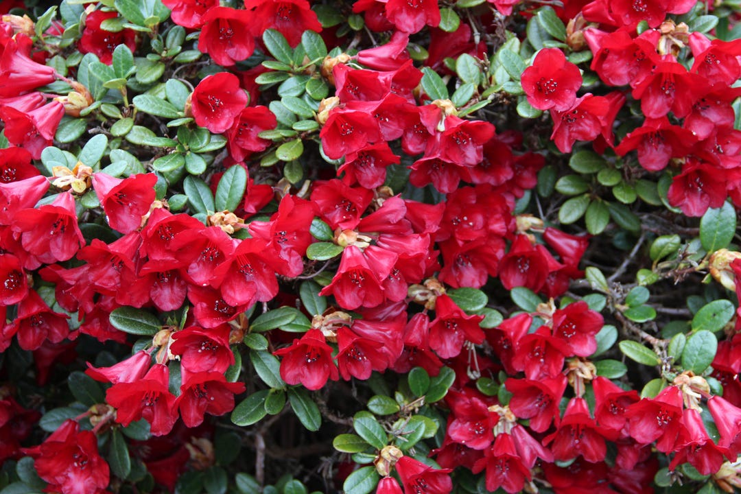 Rhododendron 'carmen' #1 Container- Dwarf Rhodie Variety- Only Reaches ...