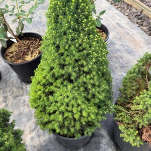 May include: A conical dwarf Alberta spruce tree in a black plastic nursery pot. The evergreen features dense, vibrant green needles with light green new growth tips. The plant has a symmetrical, upright shape and is positioned among other plants.