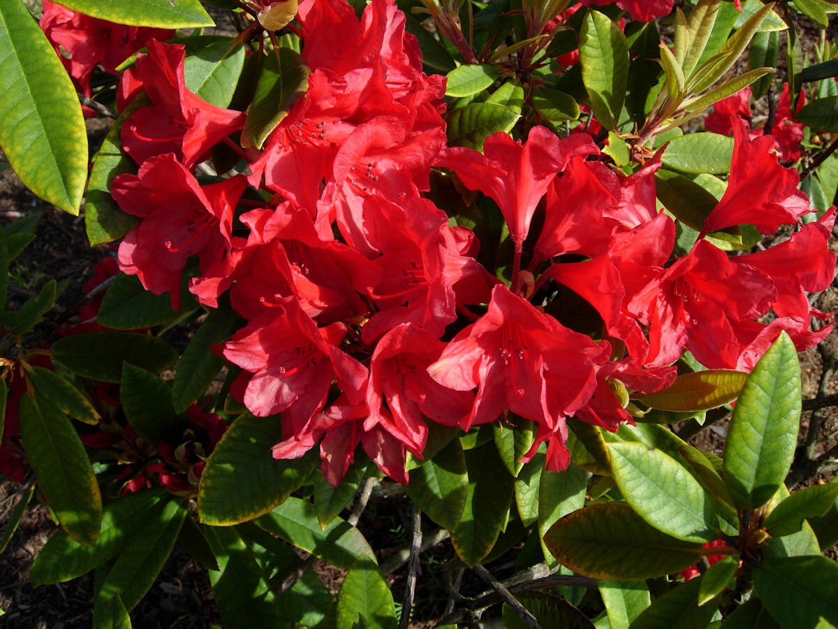 Rhododendron Vulcan’s Flame - Bright Red Blooms - Will Grow to Five ...