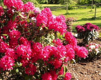Rhododendron Nova Zembla  -  #6 Size Container - Hardy to -25 F - Will grow to 8 feet Tall