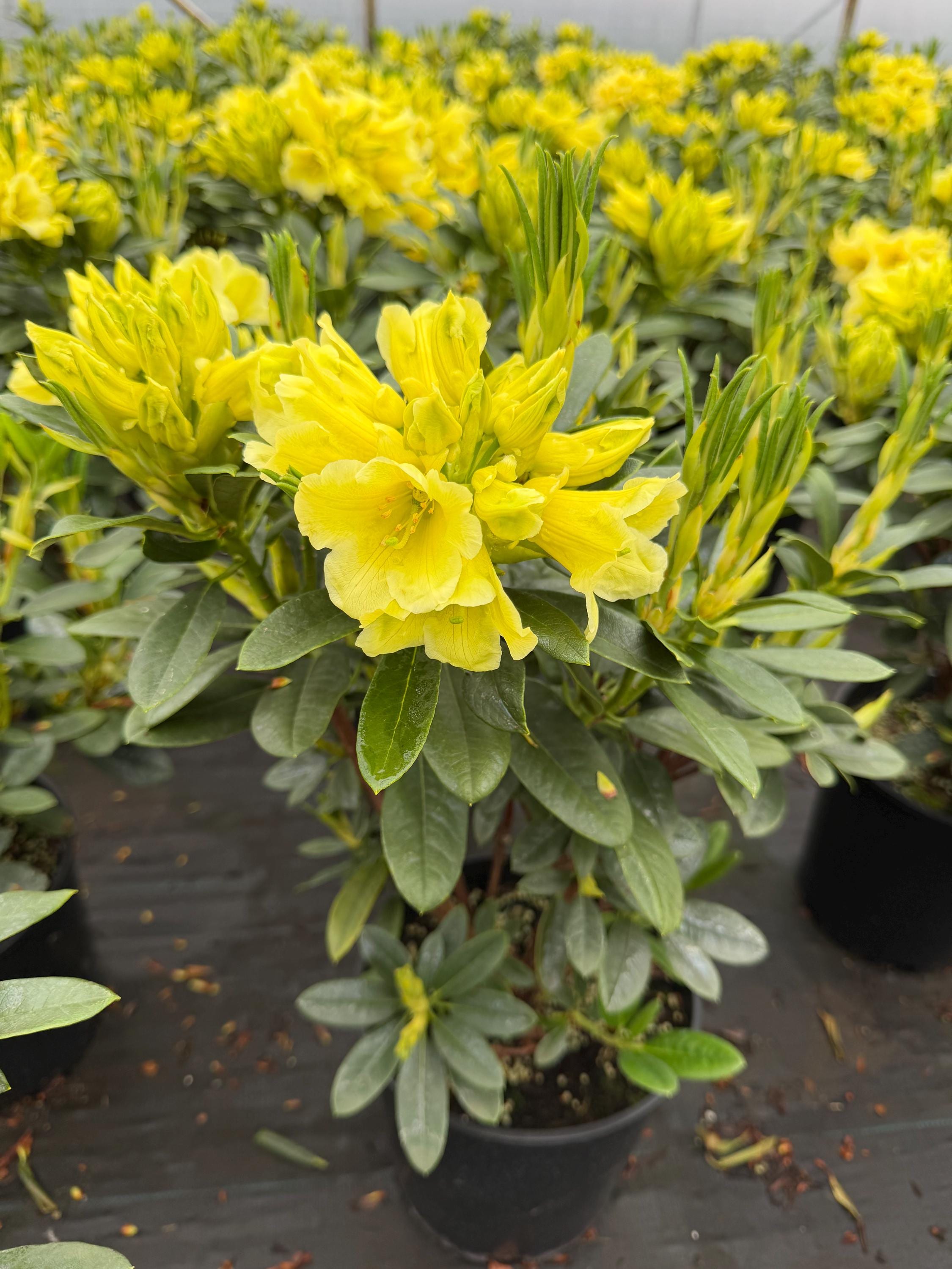 Rhododendron 'hotei' - Yellow Blooms - Will Grow to Three Feet