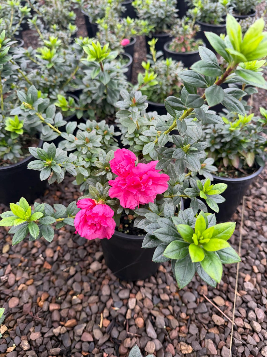 Azalea ‘ripples’ – Evergreen Mounding Azalea With Ruffled Pink Blooms ...