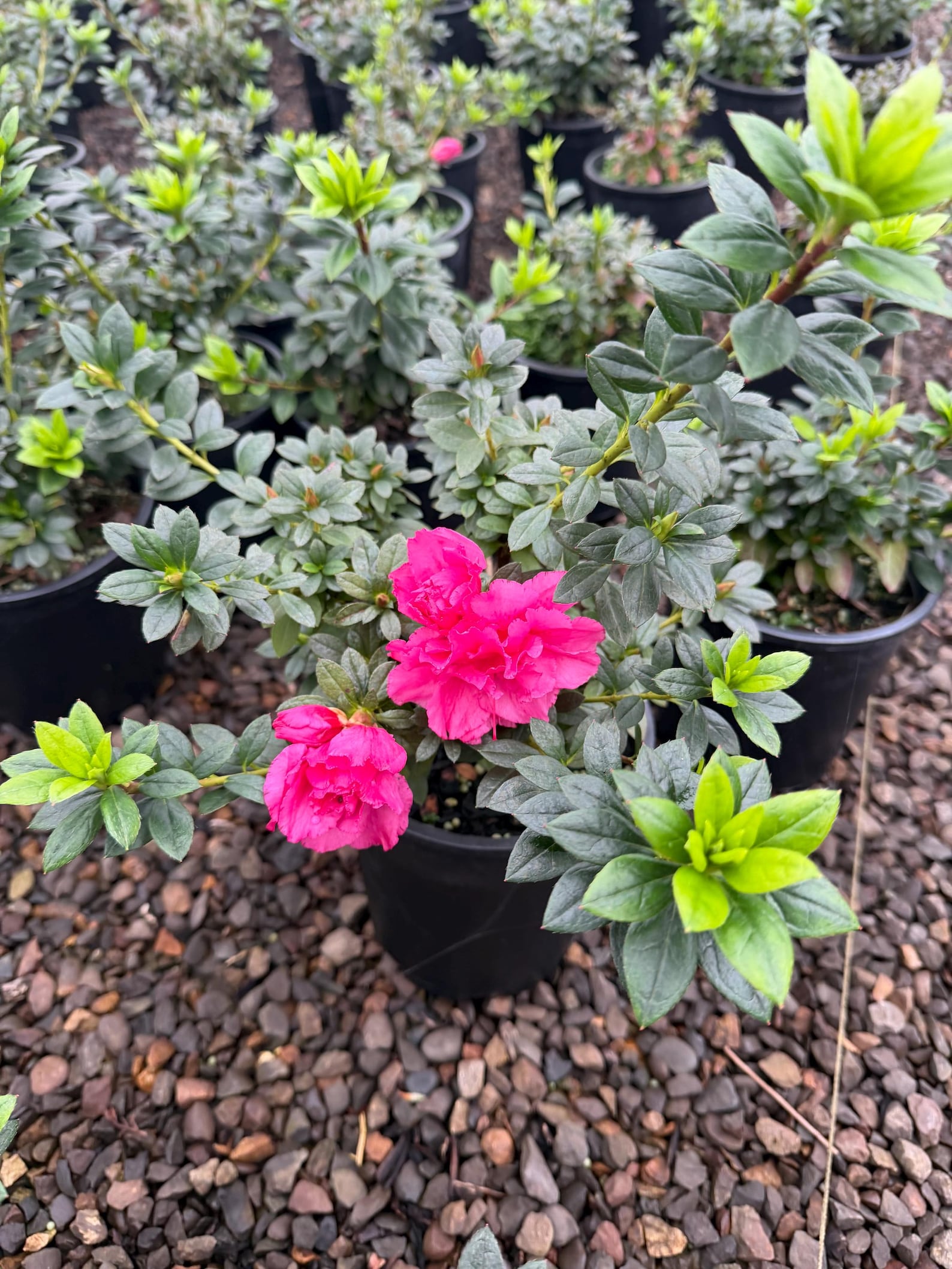 Azalea ‘ripples’ – Evergreen Mounding Azalea With Ruffled Pink Blooms ...