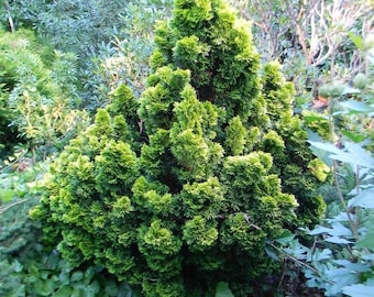 Chamaecyparis Obtusa ‘Nana Lutea’ #1- Beautiful Evergreen Hinoki Cypress