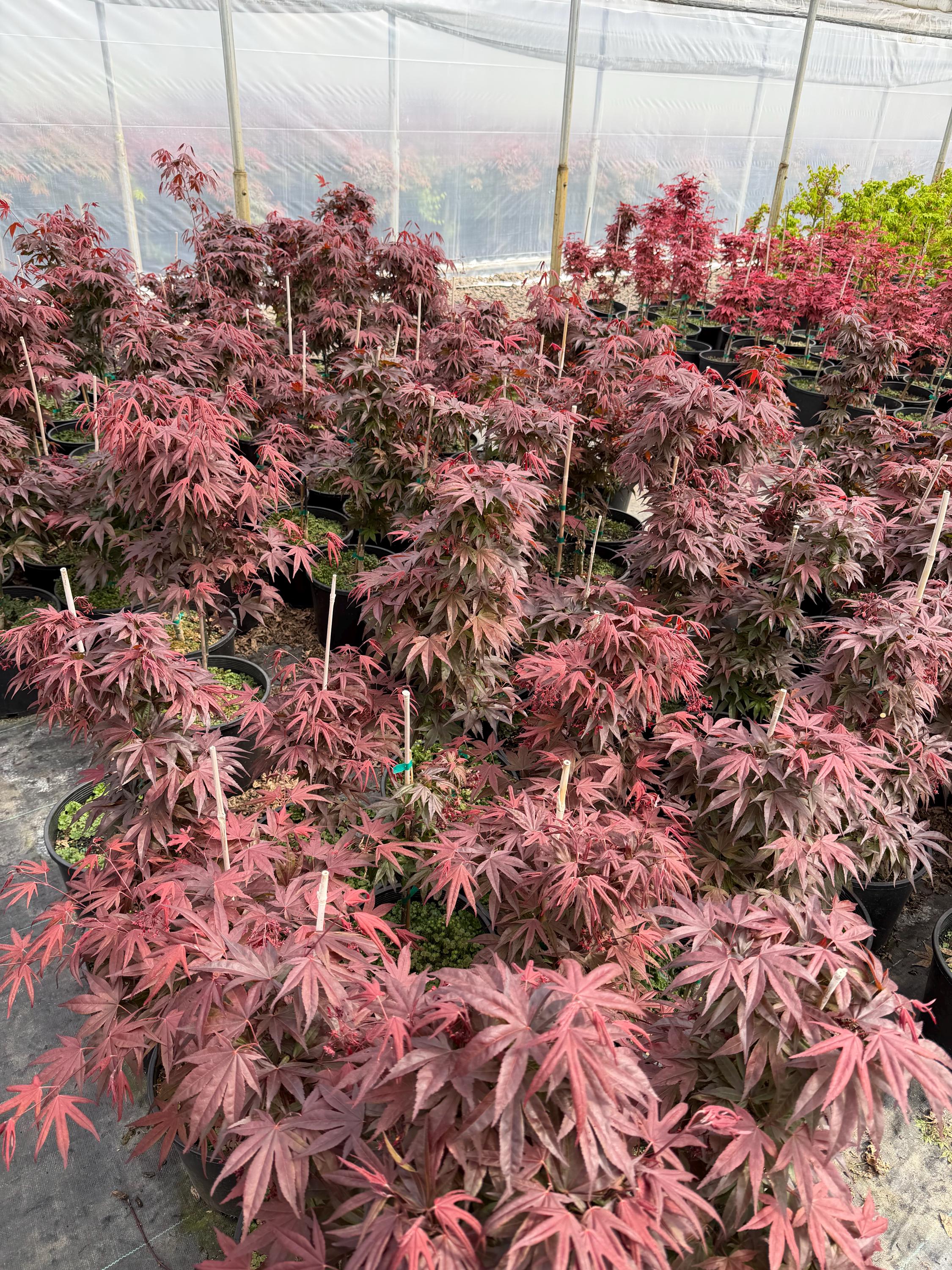 Acer Palmatum 'hefner's Red' Japanese Maple | Deep Maroon Upright