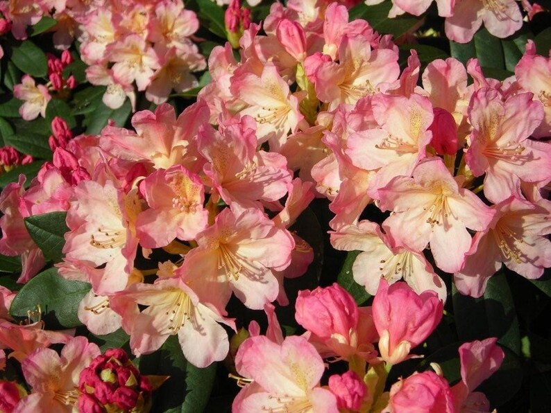 Rhododendron Percy Wiseman Hardy to -5 F degrees Creamy White Blooms with Pink Buds Grows to 3 feet Five Gallon Size