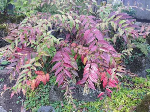 Leucothoe 'Rainbow' | Variegated Evergreen Shrub | Colorful Foliage & Spring Blooms | Shade-Loving Landscape Plant- #2 Container