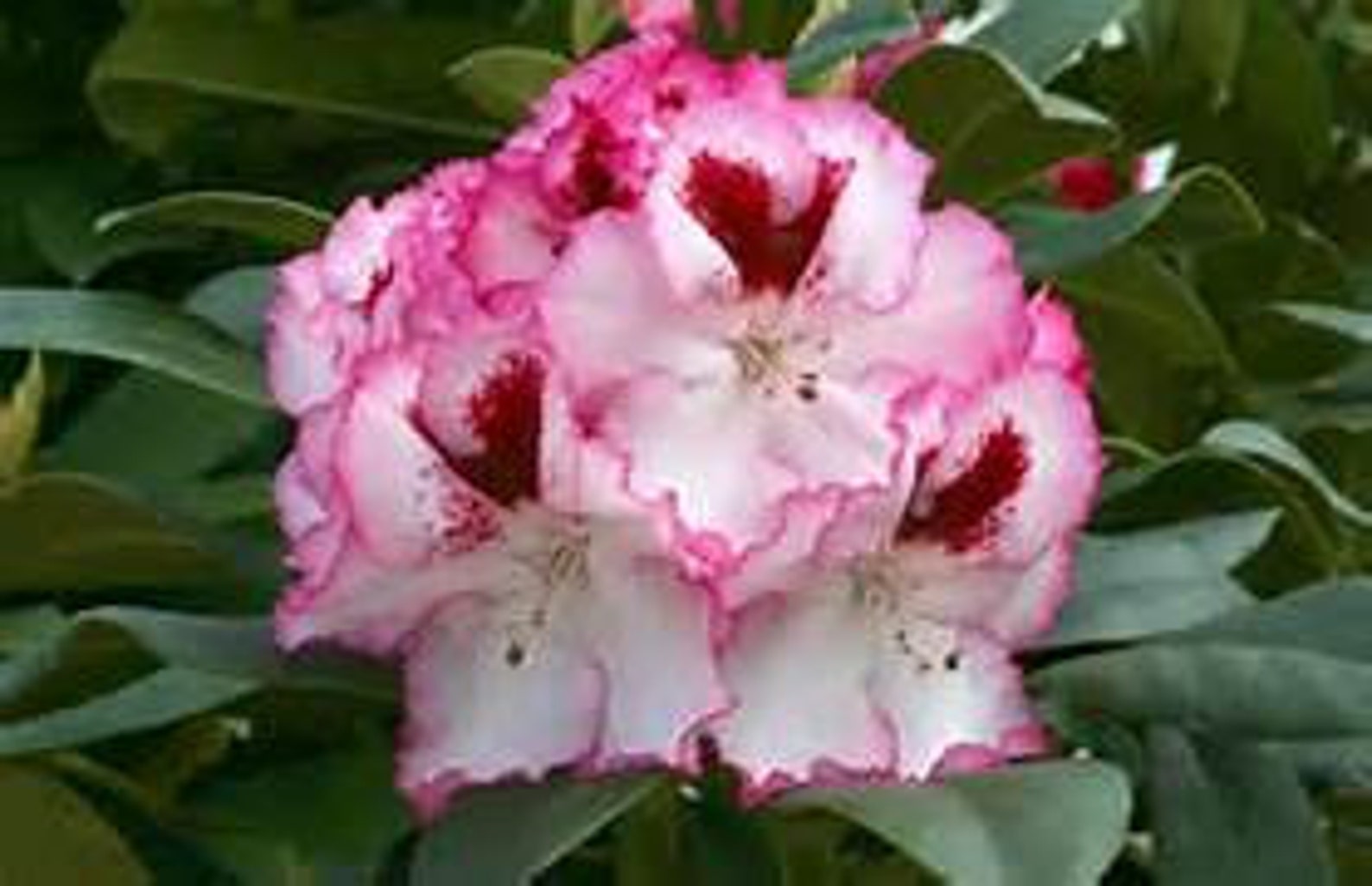 Rhododendron Cherry Cheesecake White BloomsRimmed in Red Etsy