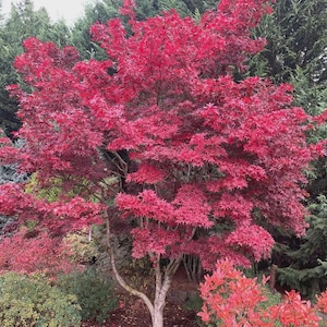 May include: A vibrant red Japanese maple tree with delicate, deeply lobed leaves. The tree is surrounded by lush green and red foliage, creating a colorful garden scene. The tree's trunk is light-colored.