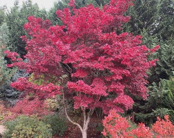 May include: A vibrant red Japanese maple tree with delicate, deeply lobed leaves. The tree is surrounded by various green and red plants, creating a colorful garden scene. The tree's trunk is light-colored.