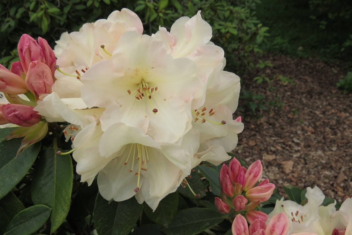 Rhododendron Unique - Large White Blooms - Hardy to 0 F Degrees - Grows ...