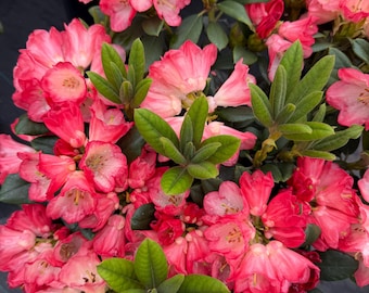 Rhododendron Bruce Briggs - Great Red Bloom - Hardy to 0 F degrees - Grows to compact Three Feet - #2 Container Size Plant