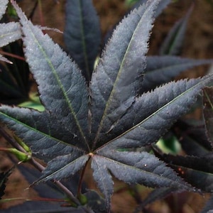May include: Close-up of a dark purple Japanese maple leaf. The leaf has a star-like shape with pointed lobes and serrated edges. Green veins run through the leaf, and the background is blurred.