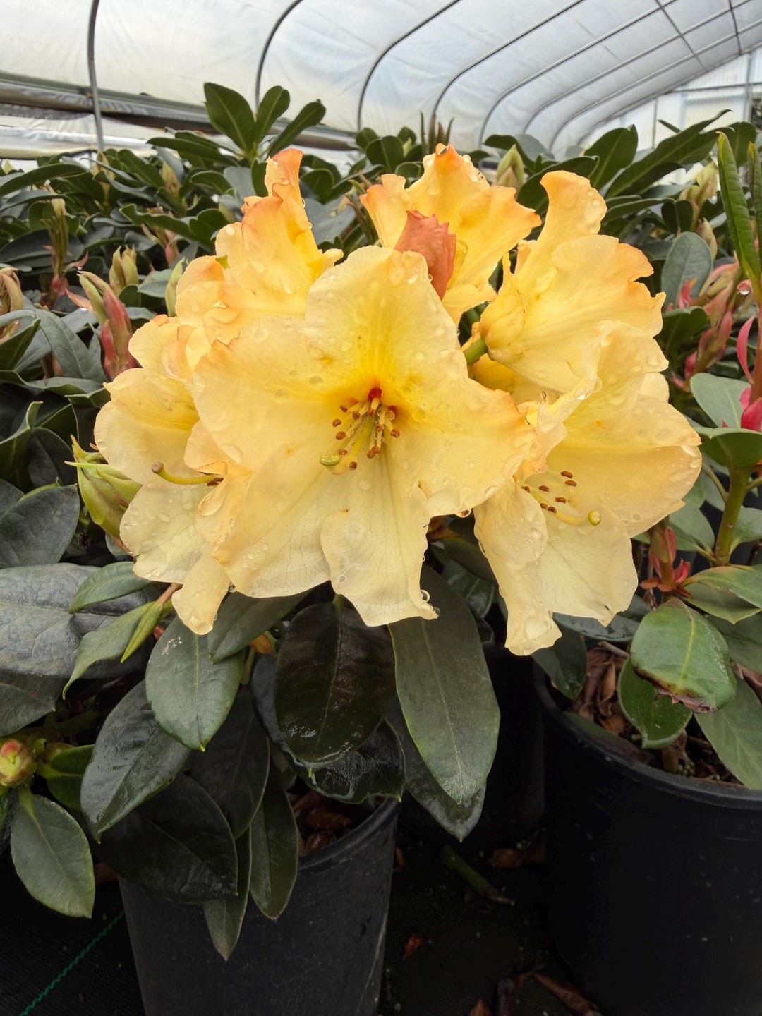 Rhododendron Horizon Monarch - Yellow and Pink Blooms - Will Grow to Six  Feet - #1 Container Size Plant - Hardy to 5 F - Etsy
