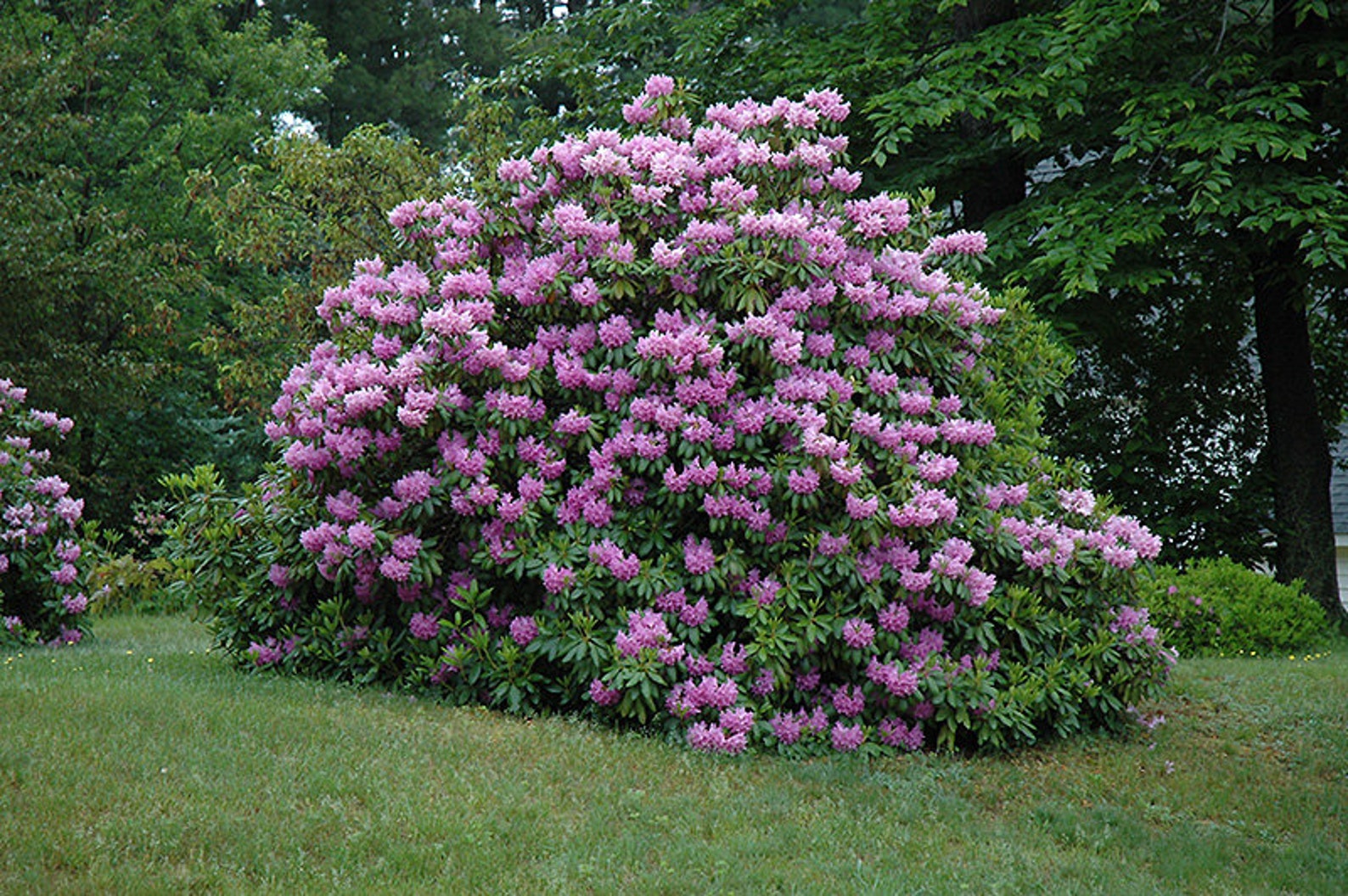 Rhododendron Catawbiense Grandiflorum Bright Purple Blooms | Etsy