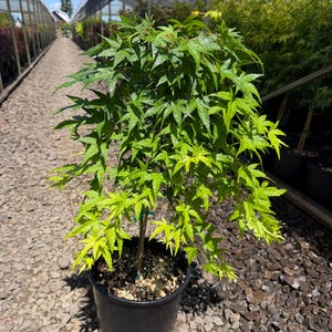 May include: A young Japanese maple tree in a black plastic pot. The tree has vibrant green leaves with a lighter, yellowish hue at the tips. The tree is in a nursery setting with a gravel ground and a greenhouse in the background.