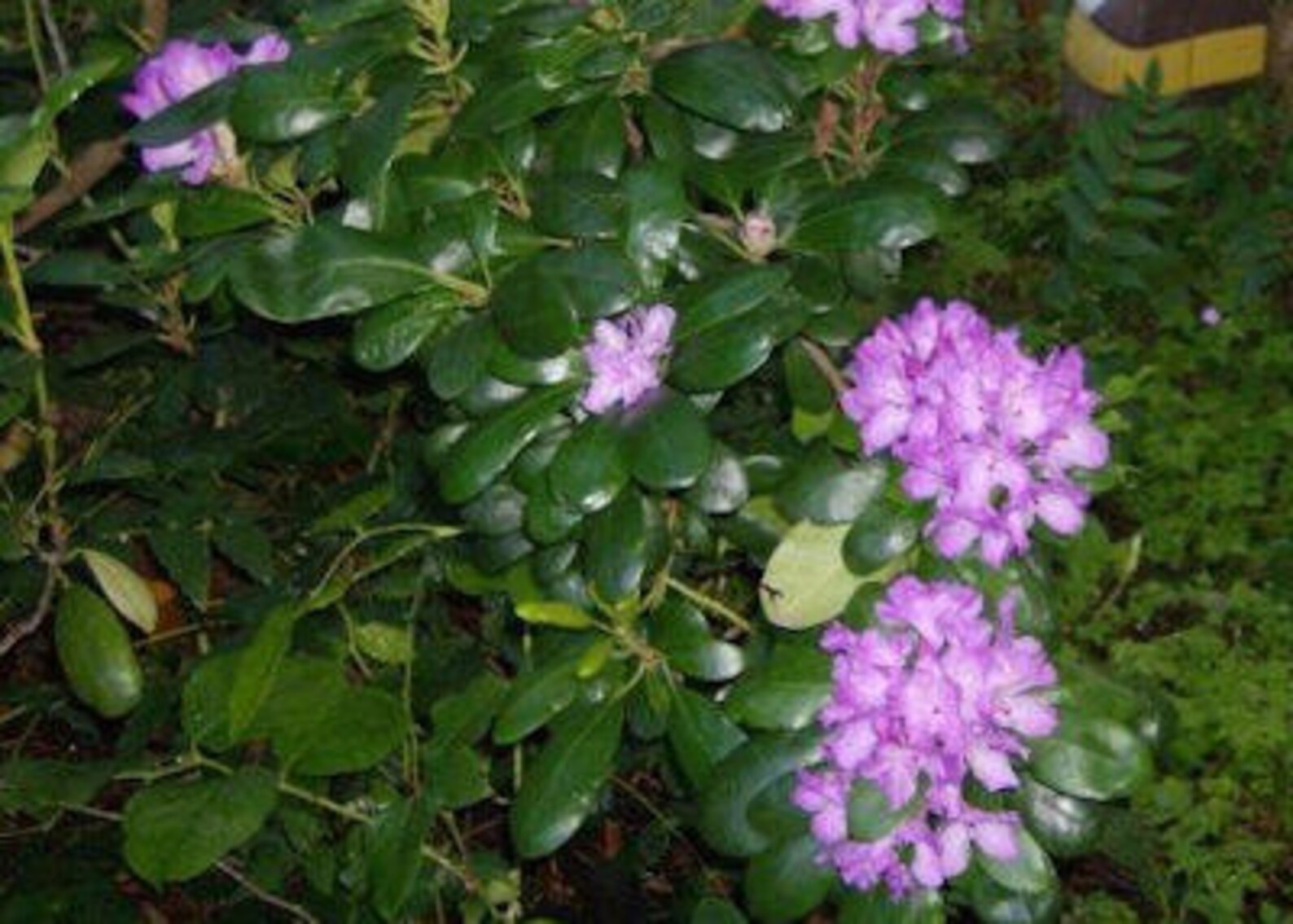 Rhododendron 'daphnoides' - Purple Blooms - Hardy to -10 F Degrees ...