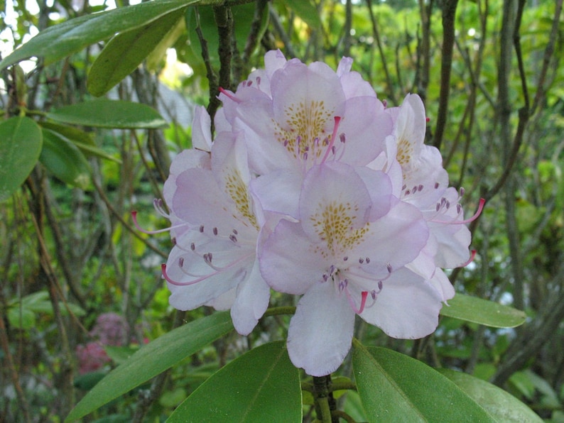 Rhododendron Album Elegans White Bloom with Purple Glow | Etsy