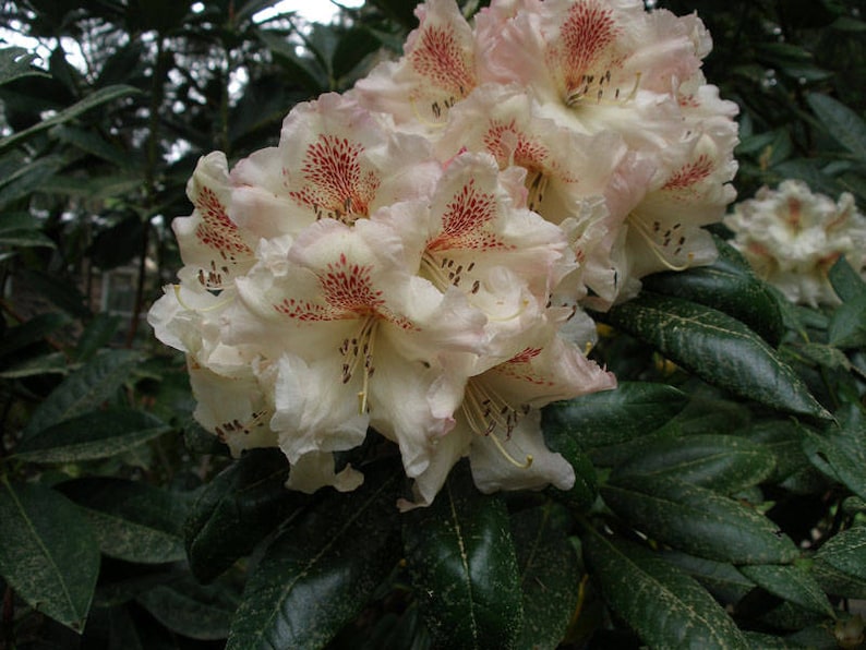Rhododendron Mrs. Betty Robinson - Stunning Yellow and Red Blooms ...