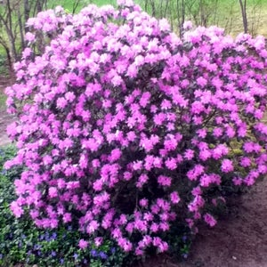 Rhododendron PJM - Lilac Purple Blooms  - Will Grow to Five Feet  - Hardy to -25 F - #3 Container Size Plant