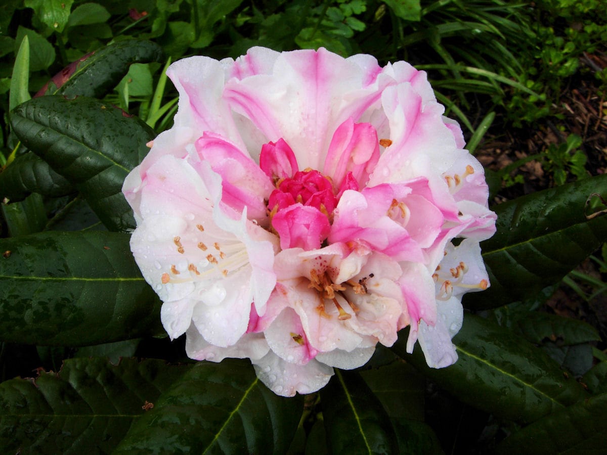 Rhododendron Kodiak - Pink Blooms Fading to White - Will Grow to Four ...