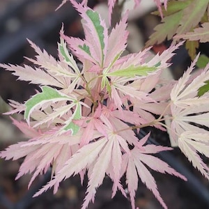 May include: A Japanese maple plant featuring delicate, deeply lobed leaves with a variegated color pattern. The foliage displays a mix of soft pastel pink and creamy white tones, accented by patches of vibrant light green along the leaf edges.
