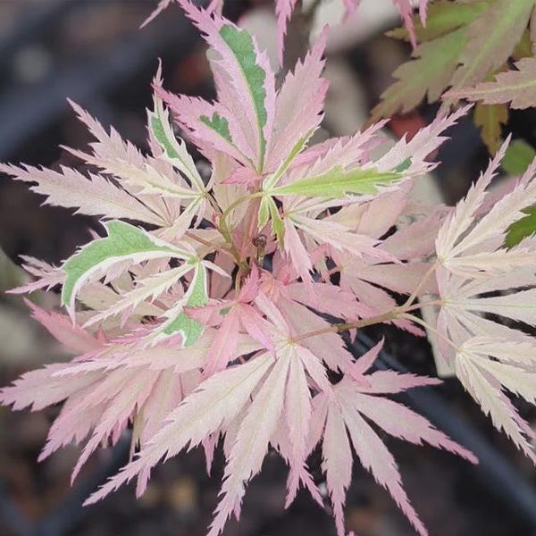 Acer palmatum 'Hana tsukasa' Variegated Japanese Maple- Extremely Rare Pink Variegated Maple- #1 Container- 15-18"