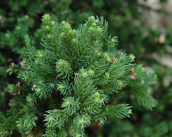 Cryptomeria j &#39;Black Dragon&#39; #3 Container Grown  ZONE 5-9