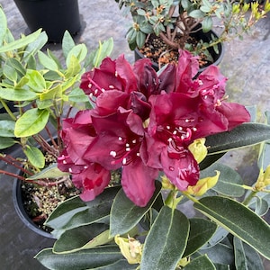 May include: Close-up of a vibrant burgundy rhododendron flower with white speckles, surrounded by dark green leaves. The flower is in full bloom, showcasing its ruffled petals. Potted plants are visible in the background, suggesting a nursery setting.