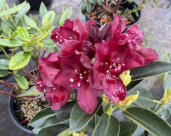 oranger rhododendron Orange Rhododendron Patio Tree