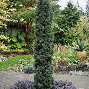 May include: A tall, slender evergreen tree with dense, dark green foliage. The tree is surrounded by a bed of dark purple ornamental grass, set against a backdrop of lush greenery and a brick pathway. The image showcases a garden setting.