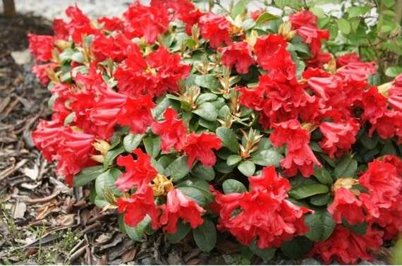 Rhododendron Baden Baden 12-15" Red