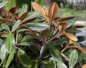 Rhododendron Teddy Bear - Pink Blooms - Will Grow to Three Feet