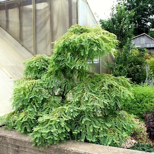 May include: A lush, green tree with cascading branches and feathery foliage. The tree is set against a backdrop of a greenhouse and other greenery, creating a natural and vibrant scene.