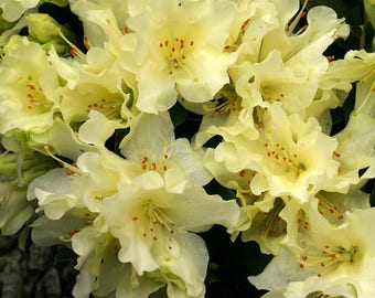 Rhododendron 'Patty Bee' - Small Yellow Blooms - Will Grow to Two Feet - Hardy to -15 F - #1 Container Size Plant
