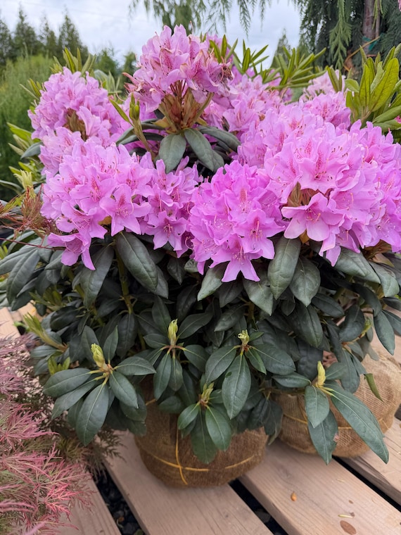 Rhododendron English Roseum - Purple Blooms - Fast Growing - Will Grow to  Seven Feet - 18-21" Field Grown Plant - Hardy to -25 F - Etsy