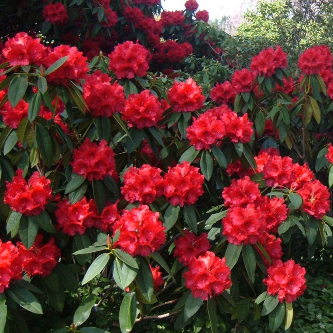 Rhododendron Taurus - Two Gallon Container Plant - Cold Hardy to -5 ...
