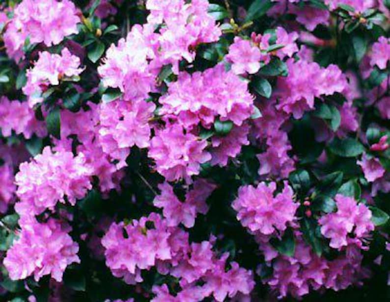 Small Rhododendron PJM Compact Rhododendron – Dwarf Evergreen Shrub | Early Spring Blooms ...