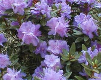 Rhododendron Purple Gem  - Hundreds of small Purple Blooms - Hardy to -20 F degrees - Grows to 2 feet - #2 Container Size Plant