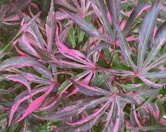 May include: Close-up of Japanese maple leaves with a striking color palette. The leaves display a mix of deep purple, vibrant pink, and green hues. The intricate leaf structure is clearly visible, creating a visually appealing pattern.