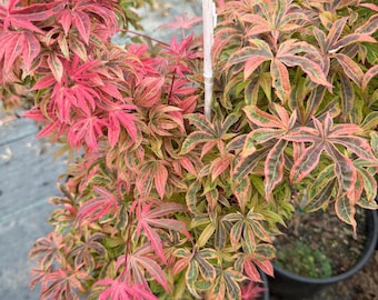 May include: A close-up of a Japanese maple tree in a black pot. The leaves are a vibrant mix of red, green, and orange. The tree is in a nursery setting, with other potted plants visible in the background.