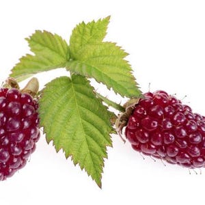 May include: Two ripe, dark red berries with a cluster of small, round segments, attached to a green stem with three leaves. The berries are in focus against a white background, showcasing their texture and color.