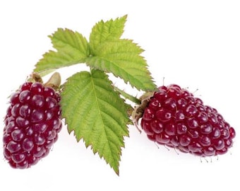 May include: Two ripe, dark red berries with a cluster of small, round segments, attached to a green stem with three leaves. The berries are in focus against a white background, showcasing their texture and colour.