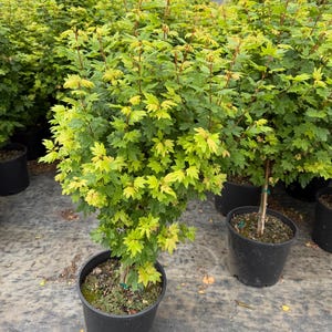 May include: A potted maple tree with vibrant lime-green and yellow-tinted leaves. The plant features a central woody stem with multiple branches extending upward, housed in a black plastic nursery container filled with dark potting soil.