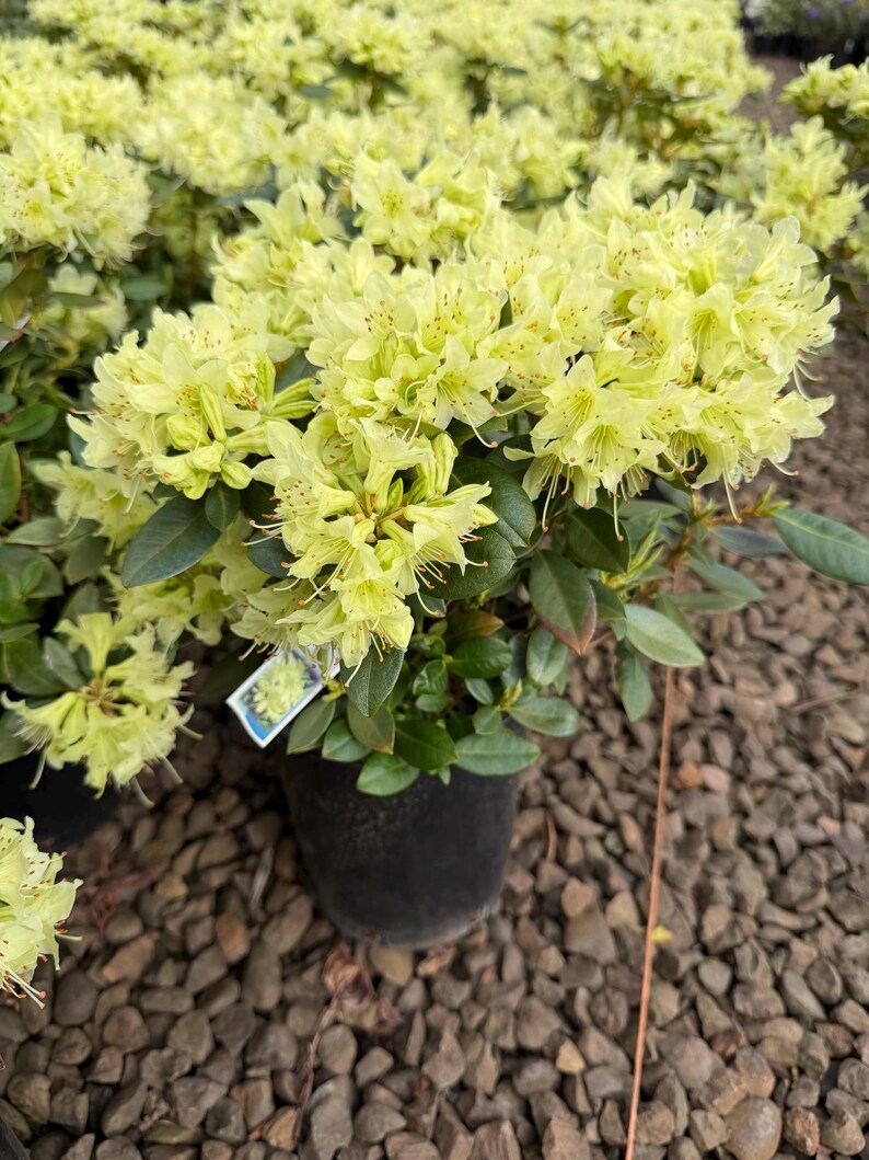 Rhododendron 'shamrock' – Dwarf Yellow-green Blooms | Early Spring ...