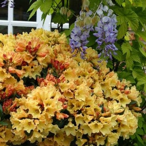 Rhododendron Nancy Evans - Bright Yellow Blooms - Will Grow to Three Feet - #2 Container Size Plant - Hardy to 5 F